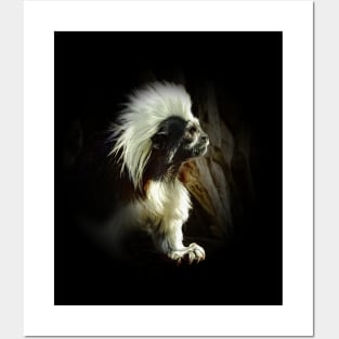 Cotton-top tamarin Posters and Art